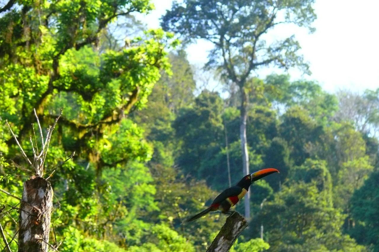 Rafiki Safari Lodge Savegre Zimmer foto